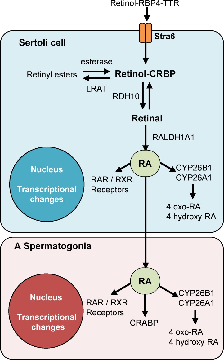 Figure 5.