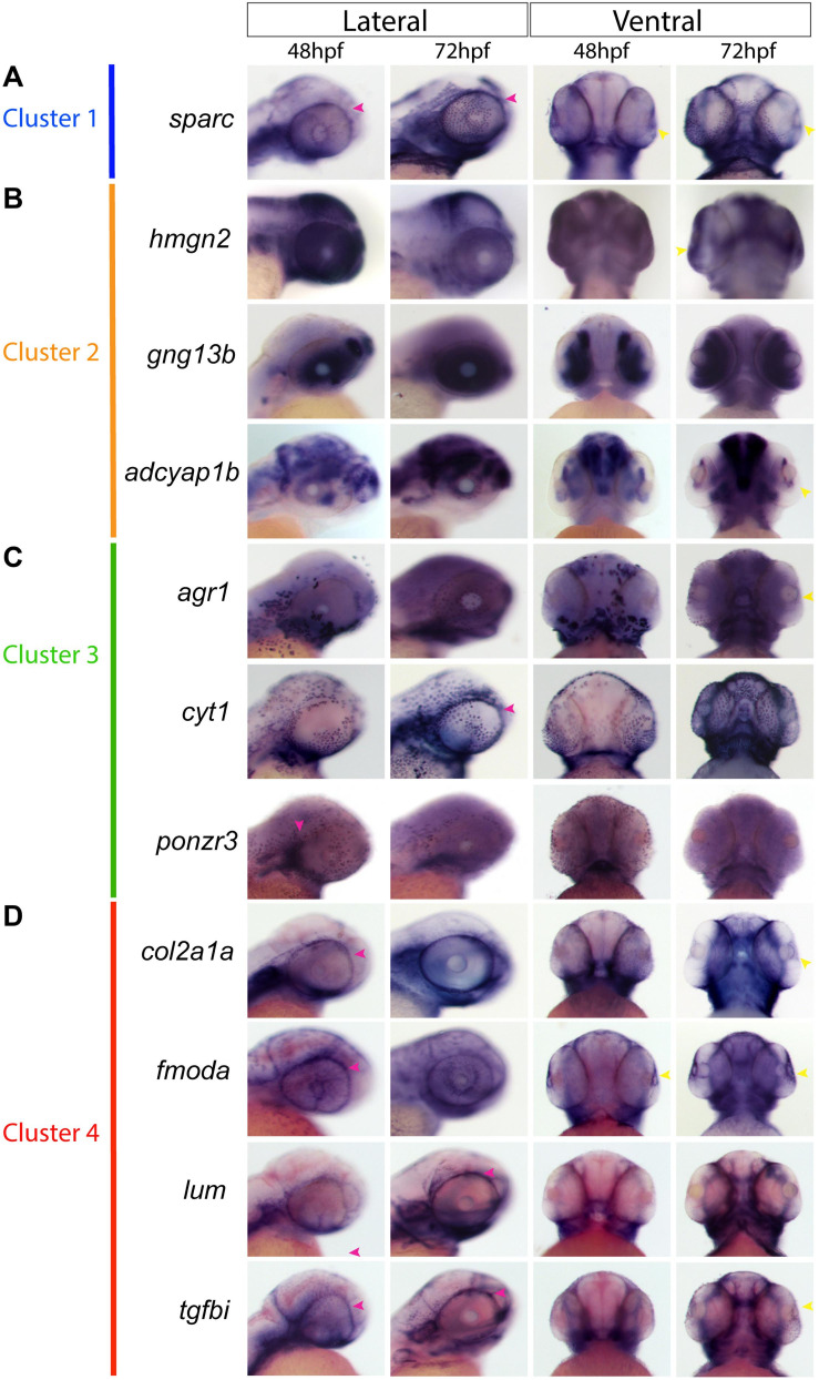 FIGURE 6