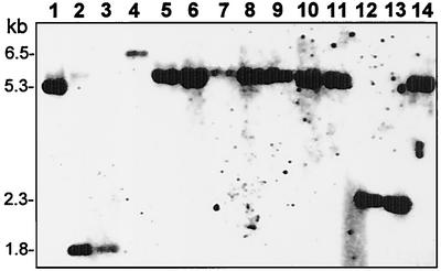 FIG. 2.