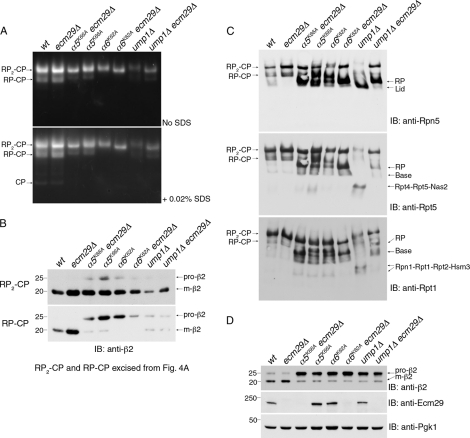 FIGURE 4.