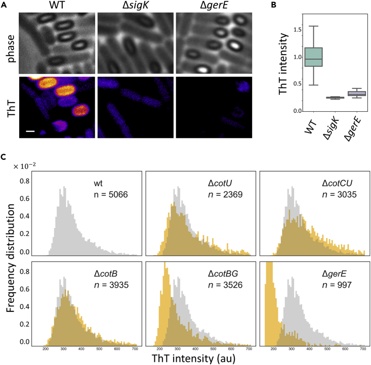 Figure 2