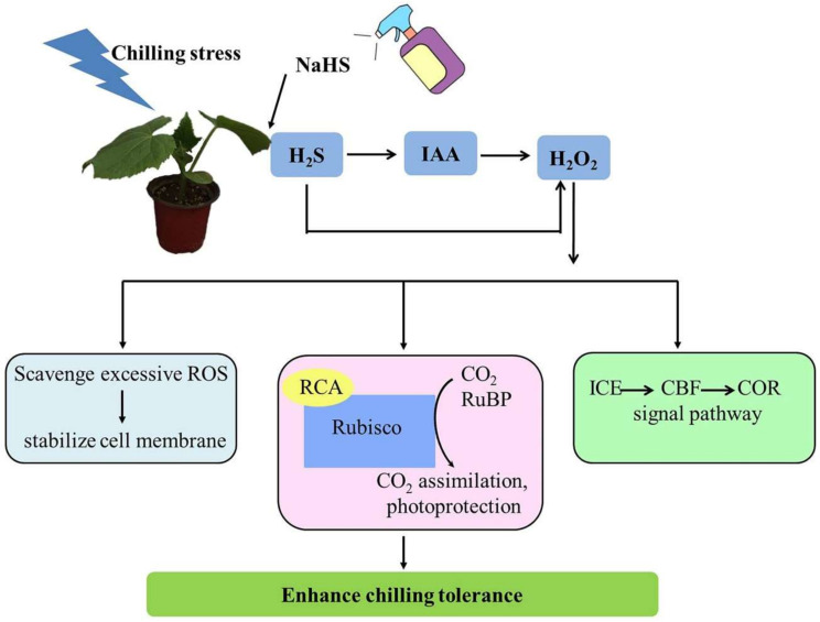 Figure 10