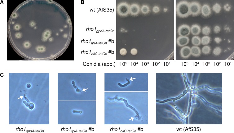 Fig 3