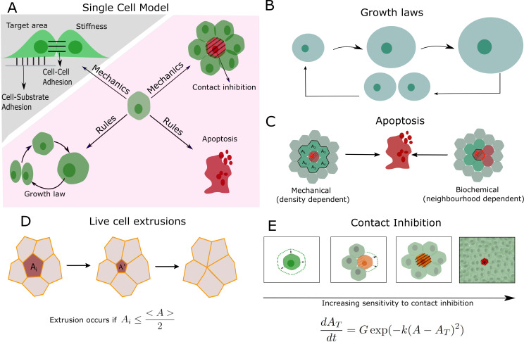 Figure 1—figure supplement 1.
