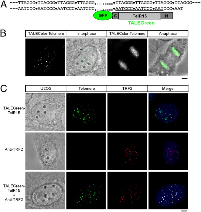 Fig. 3.