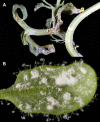 Figure 17