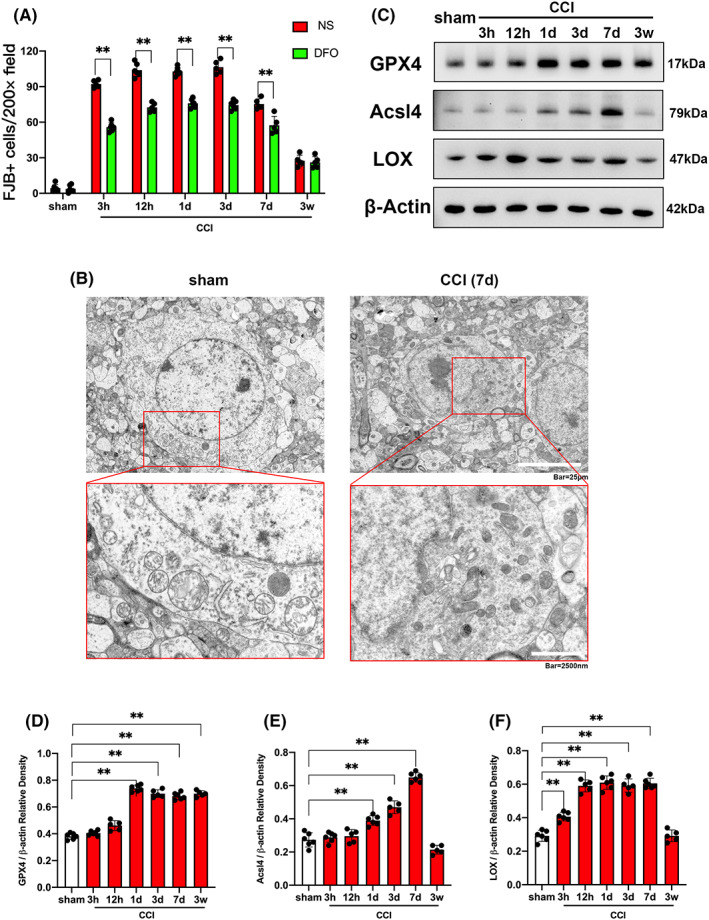 FIGURE 2