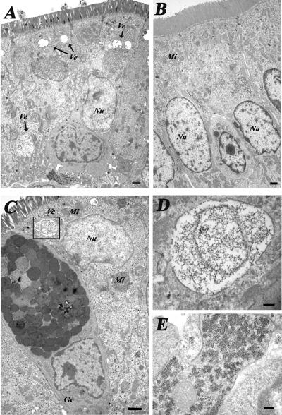 FIG. 4.