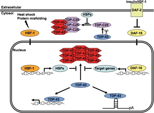 Figure 10.