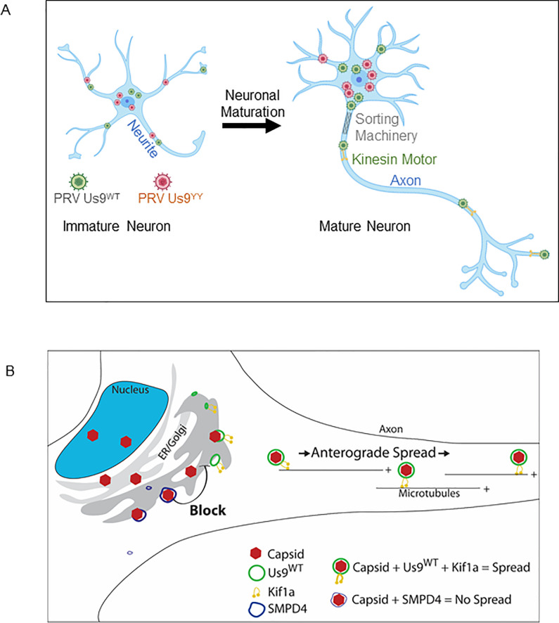 Fig 6