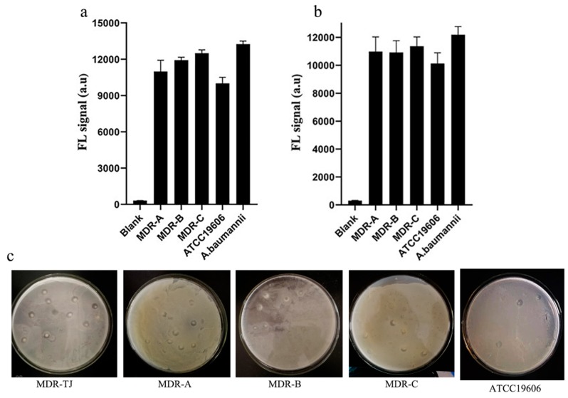 Figure 12