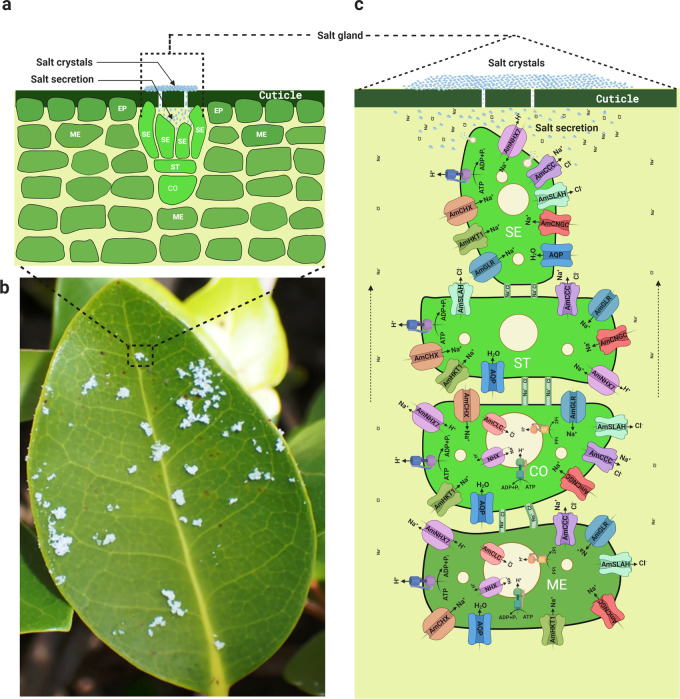 Fig. 1