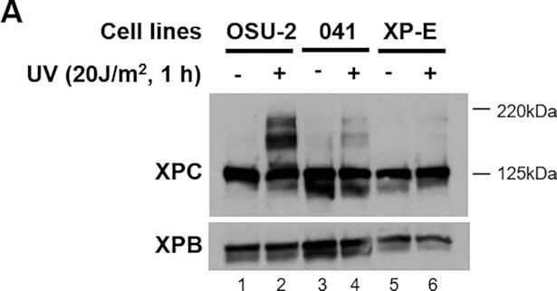 graphic file with name gkab1165fig1.jpg