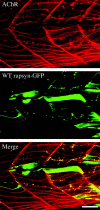 Fig. 6.
