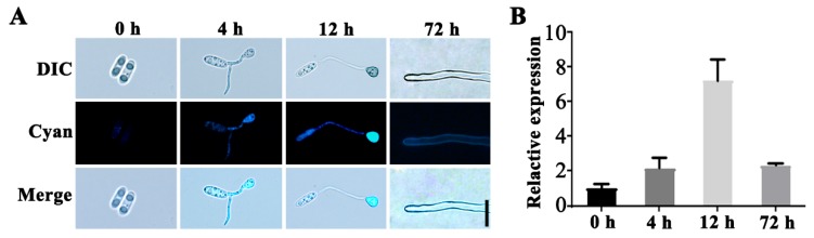 Figure 7