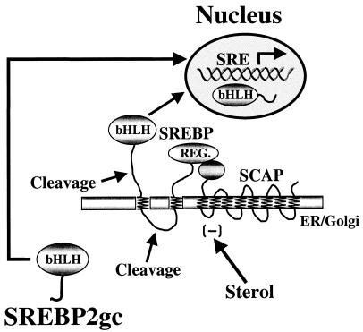 FIG. 12.