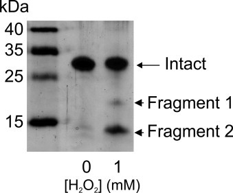 Fig. S2