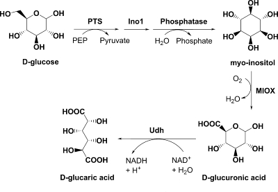 FIG. 1.