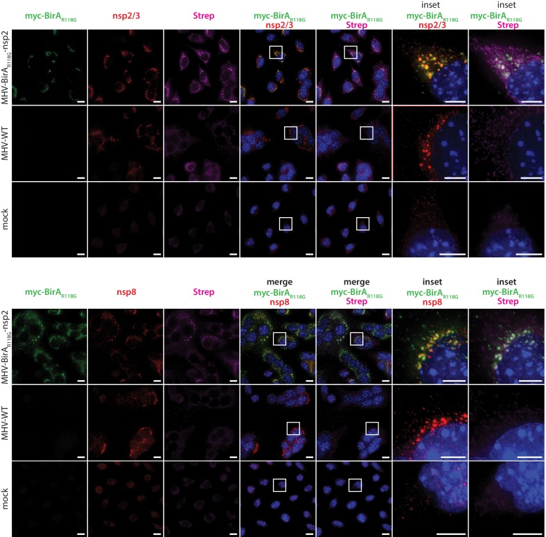 Figure 1—figure supplement 3.