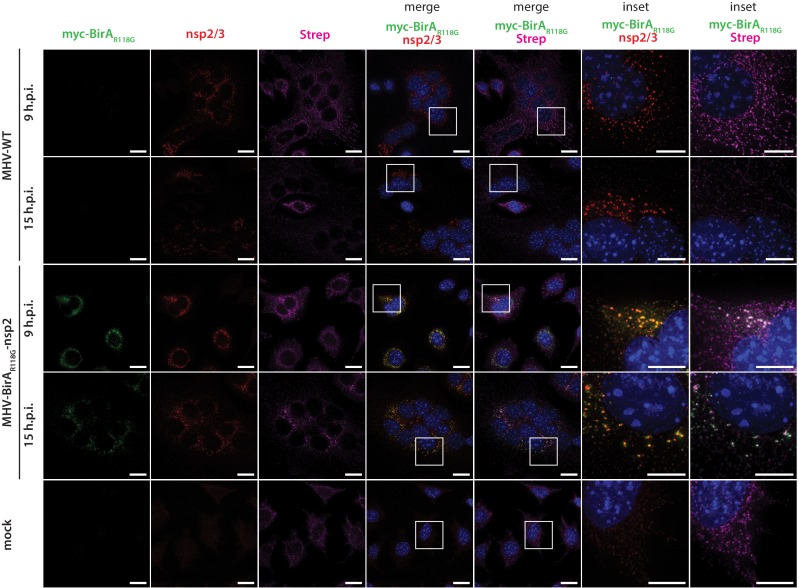 Figure 1—figure supplement 2.