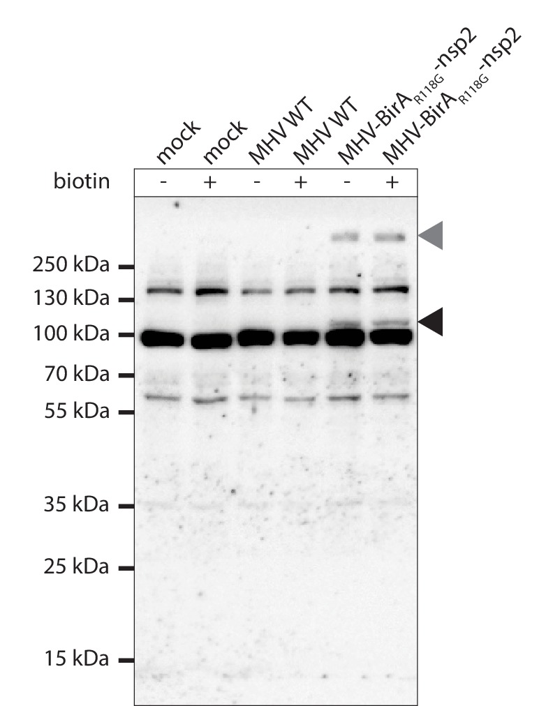 Figure 1—figure supplement 1.