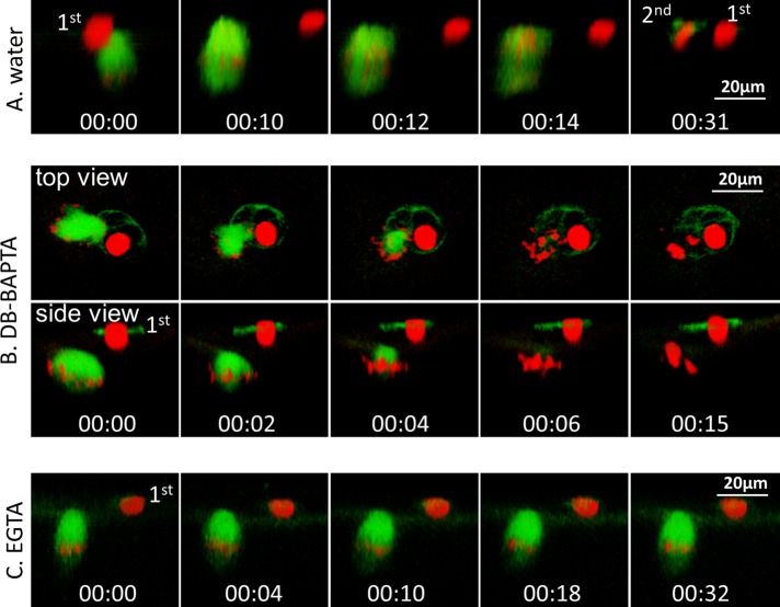 FIGURE 5: