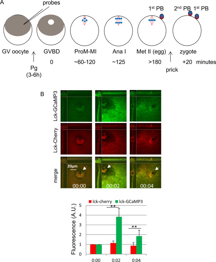 FIGURE 1: