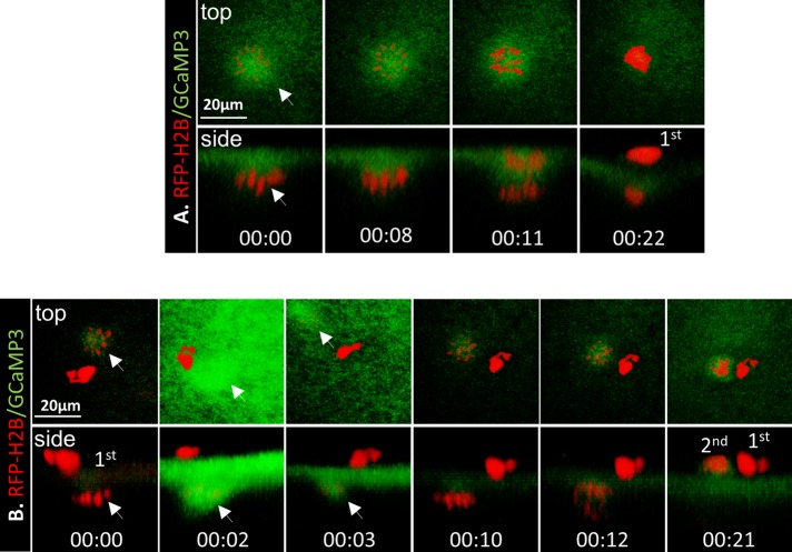 FIGURE 3: