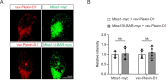 Figure 5—figure supplement 2.