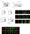 Figure 5—figure supplement 1.