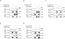 Figure 4—figure supplement 1.