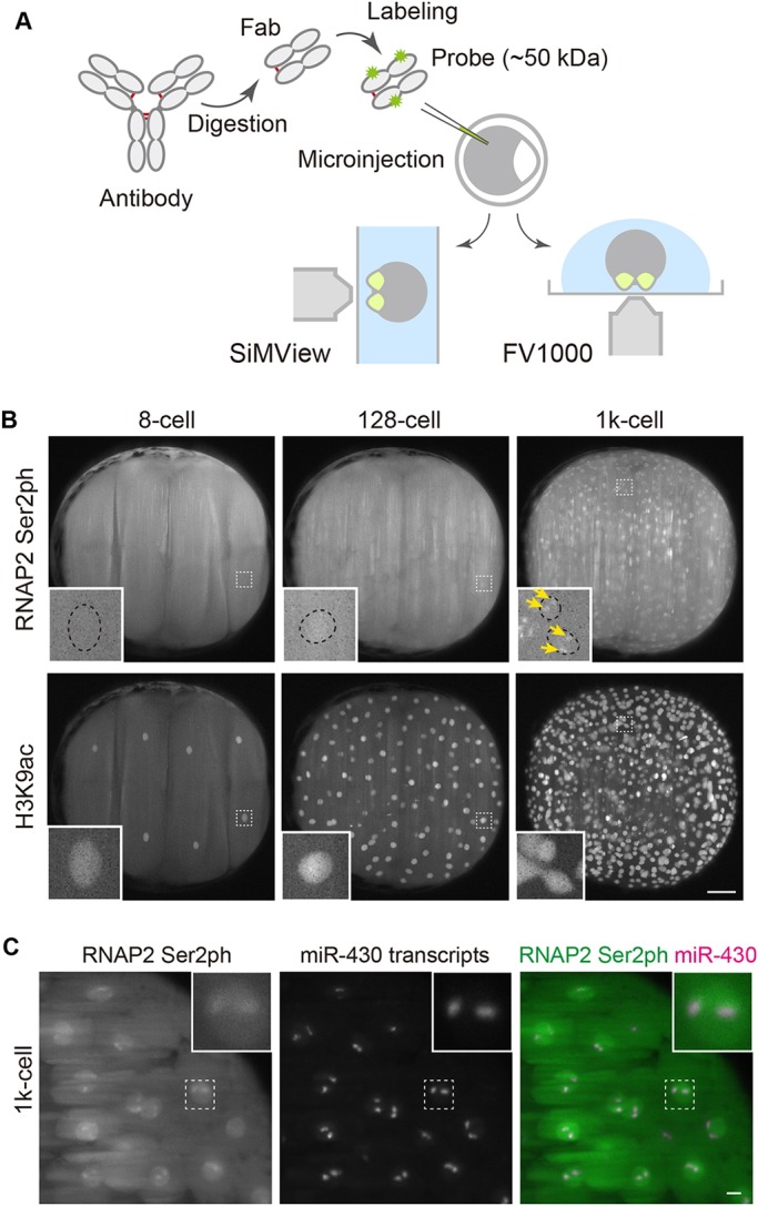 Fig. 1.