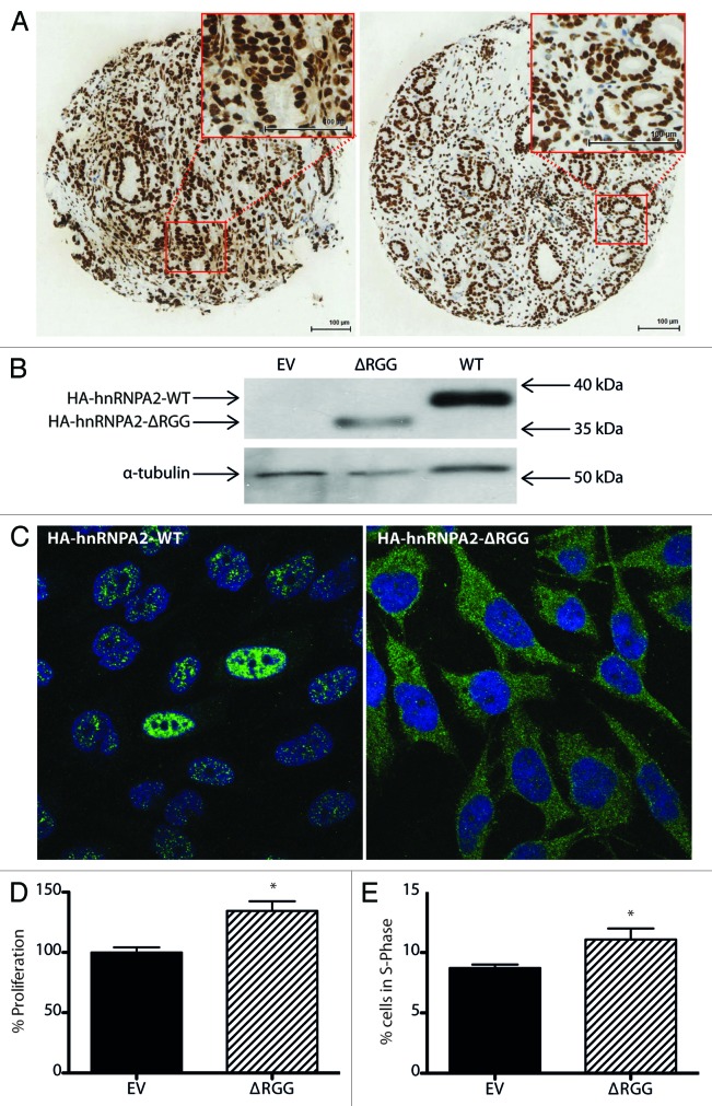 graphic file with name rna-11-755-g3.jpg