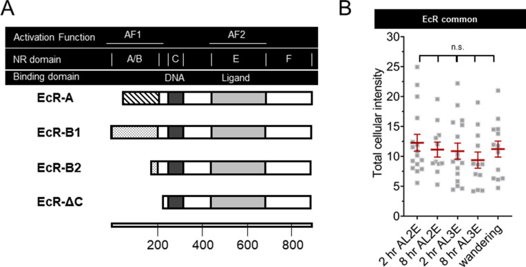 Figure 2—figure supplement 1.