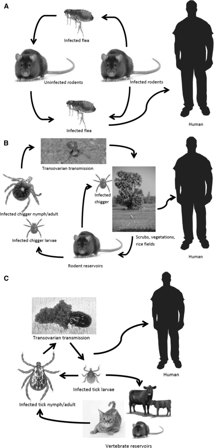 Figure 1.