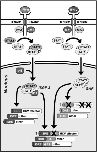 FIG. 9.