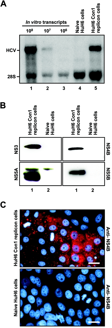 FIG.1.