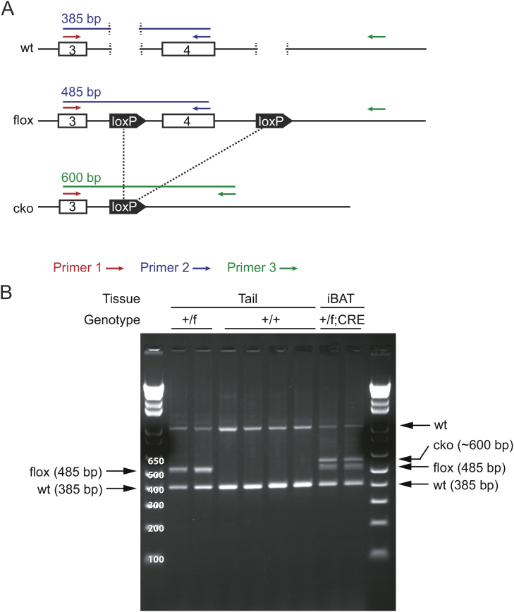 graphic file with name figs1.jpg