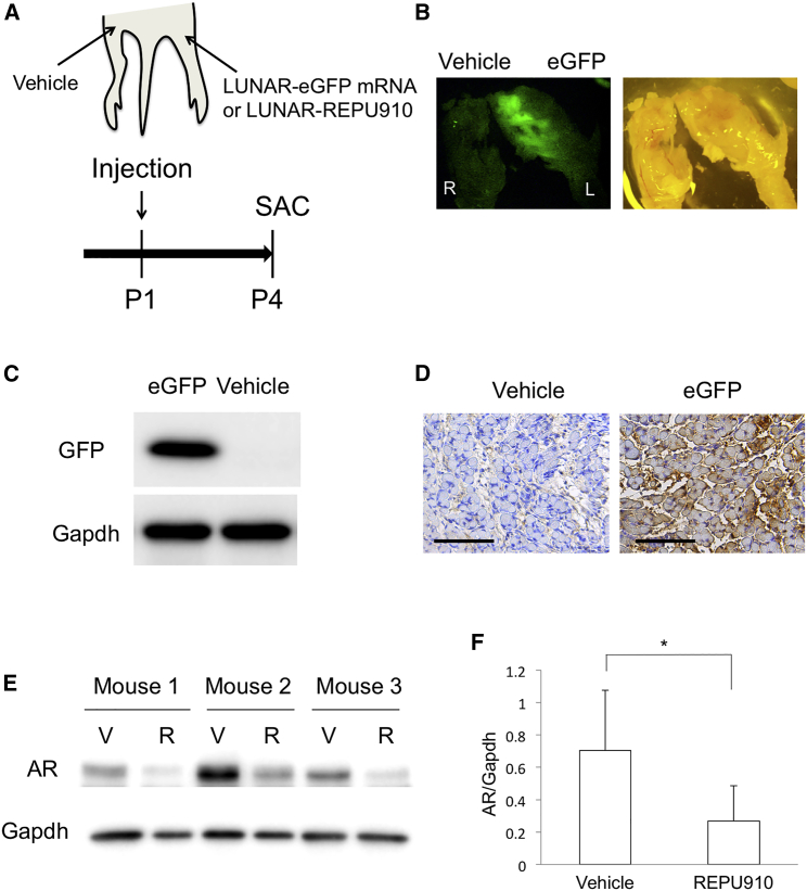 Figure 6