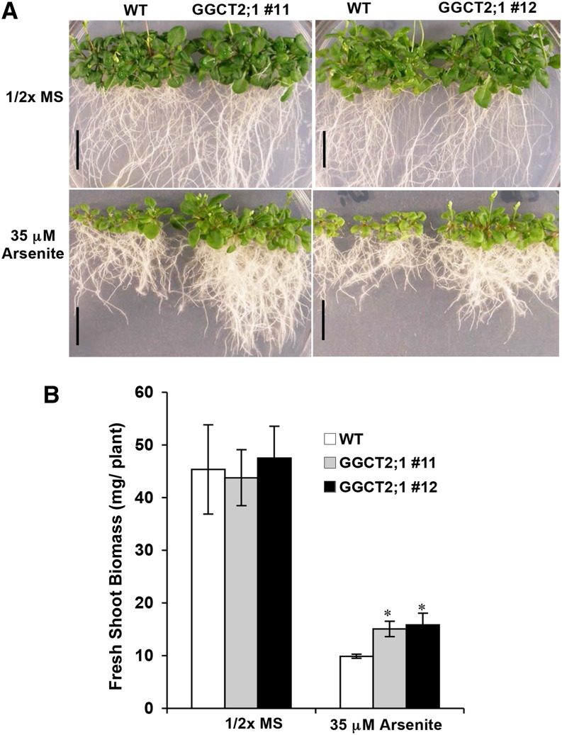 Figure 10.