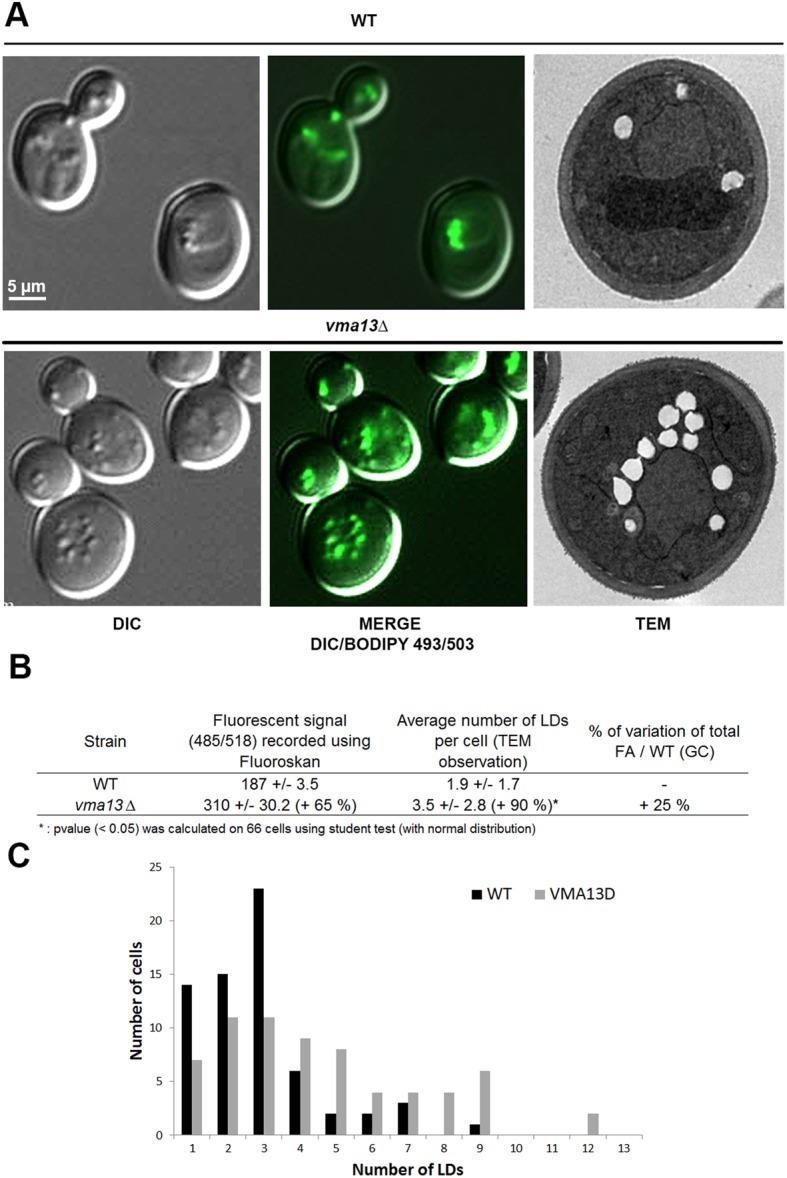 Fig. 5.