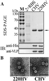 Figure 5