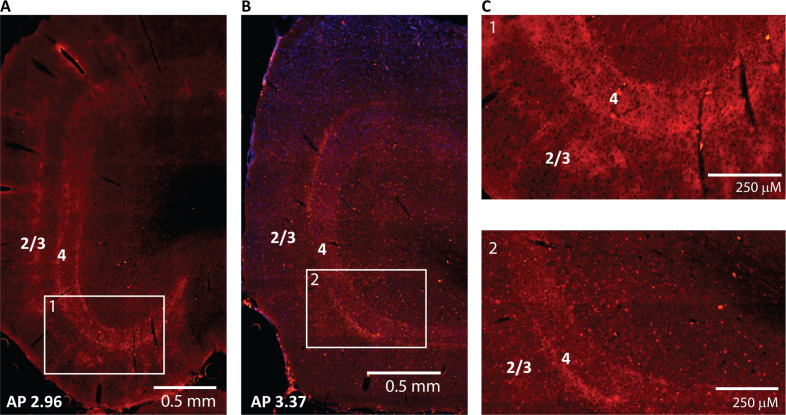 Figure 1—figure supplement 3.