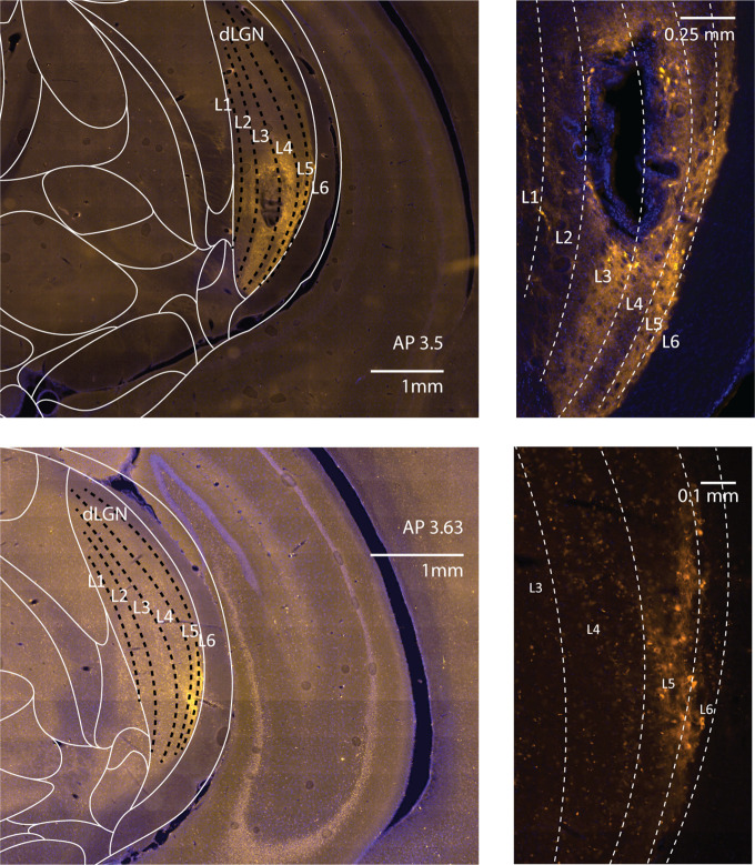 Figure 1—figure supplement 2.