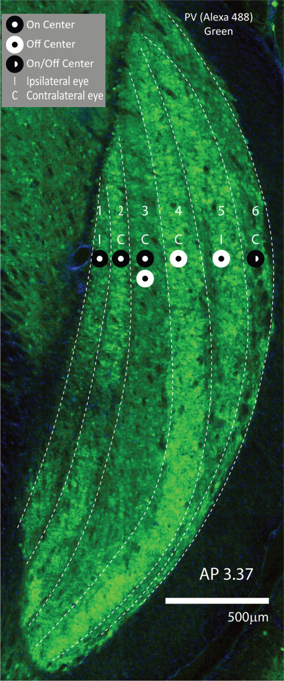 Figure 2—figure supplement 1.