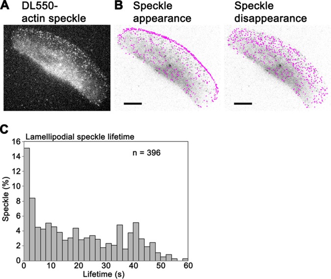 FIGURE 1: