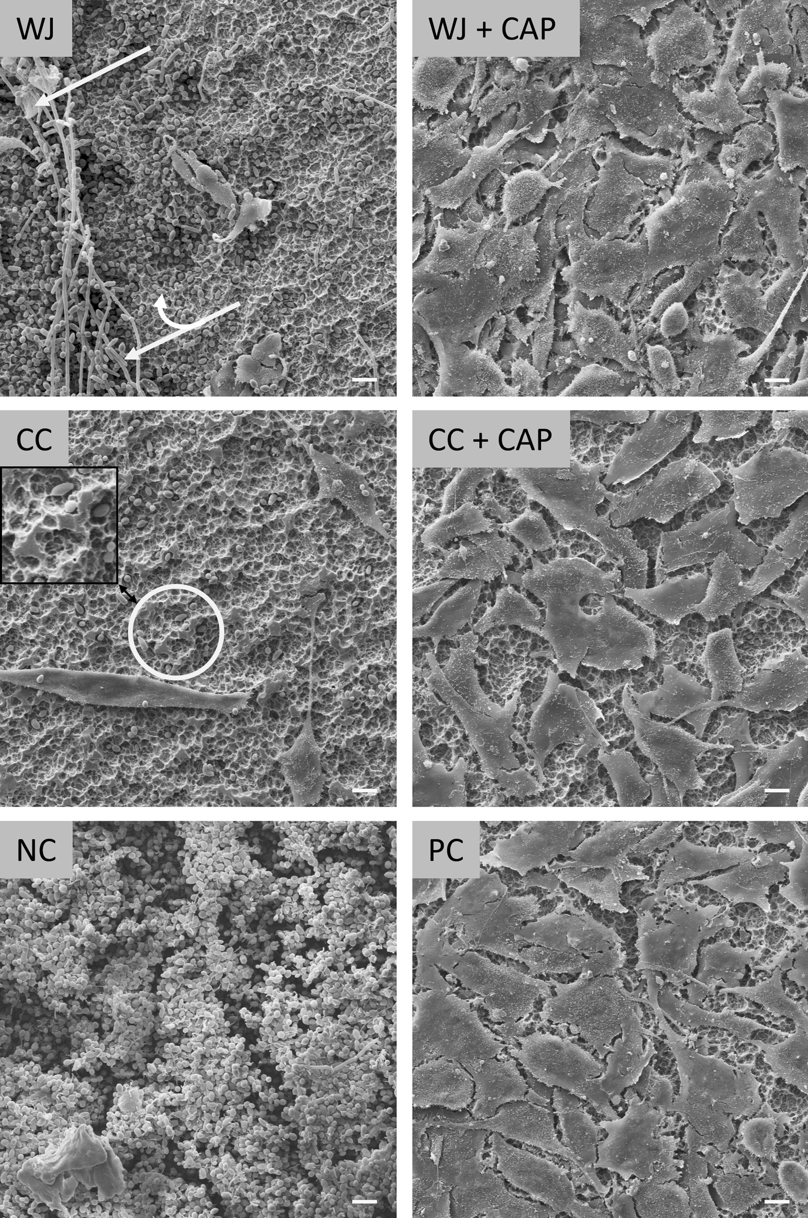 Fig. 10