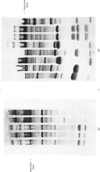 PLATE 1