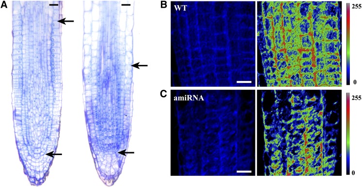 Figure 12.