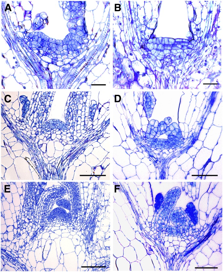 Figure 11.